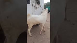 Ali Sher Bhai Kamorigoats,Kamori Goats,Kamori Goats.,Kamori Goat,Pure Kamori Goats,Kamori Goats Colo