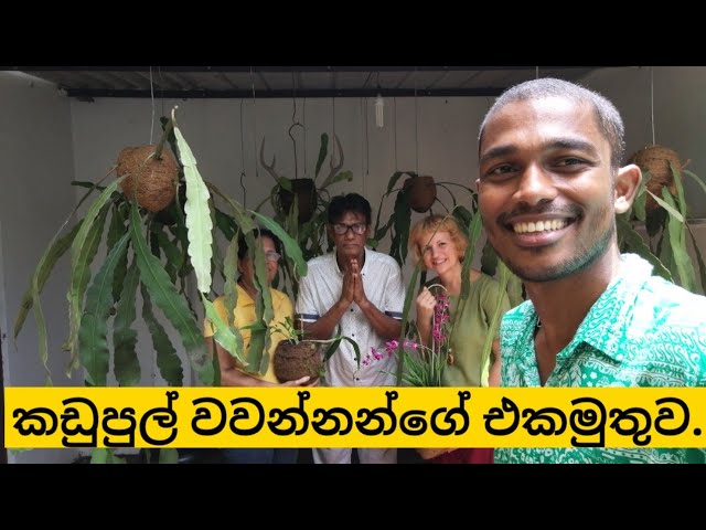 🇱🇰කඩුපුල් මවනා කප්රුක.