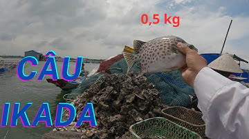 120/ Cách câu cá NÂU ( hói ) không tốn tiền mua mồi rất hiệu quả / IKADA câu cá NÂU (hói) phê thiệt