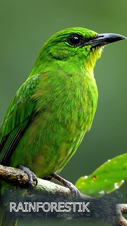 BEAUTIFUL BIRD #birds #birdsong #muraibatu #birdsounds #cucakijoemositinggi #cucakijo #burung