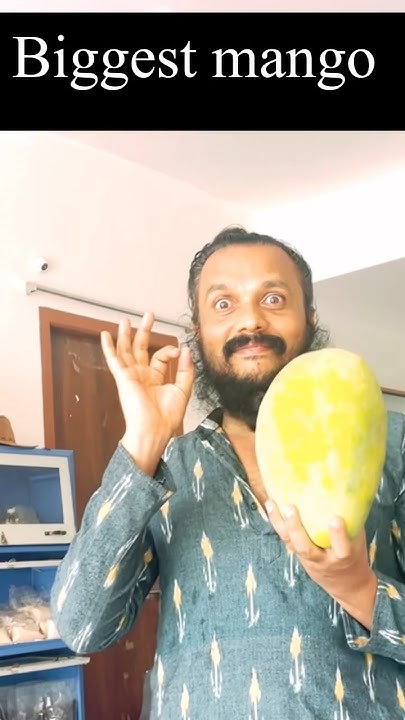 Biggest Mango In The World mango fruit health vegan farming the-biggest-mango-in-the-world-youtube