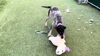 Oreo Twinkie loves her toys A# 249016