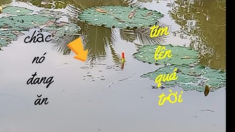 CÂU CÁ RÔ ĐỒNG,Trúng Ổ Cá Rô Phi,Đang Quấn Ổ Lại Xì Tim Thấy Mê Luôn.Trung Miền Tây.T181