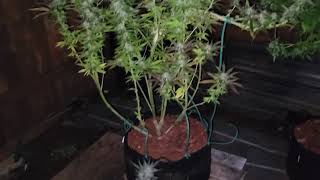 Outdoor cannabis Oct 1, 2021 update
