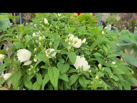 Video: Mabangong Hardin Ng Jasmine - Mapagpakumbabang Mock-orange