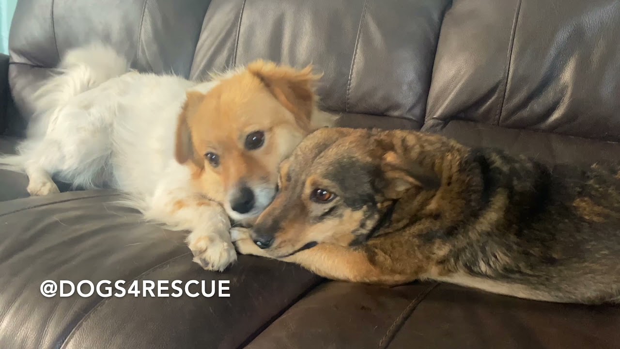 Evenings in the ferals caravan at Dogs 4 Rescue