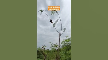 Memikat Burung Mantenan Pakai Mp3 Suara Pikat #shorts