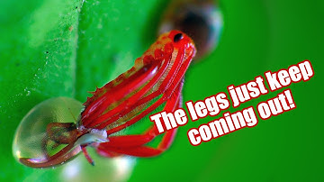 Leaf-Footed Bugs Hatching