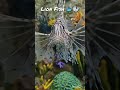 Lionfish: #yt #realchefvibes #reels #youtubeshorts #viralvideo #lionfish #fish #fishing #viralshort