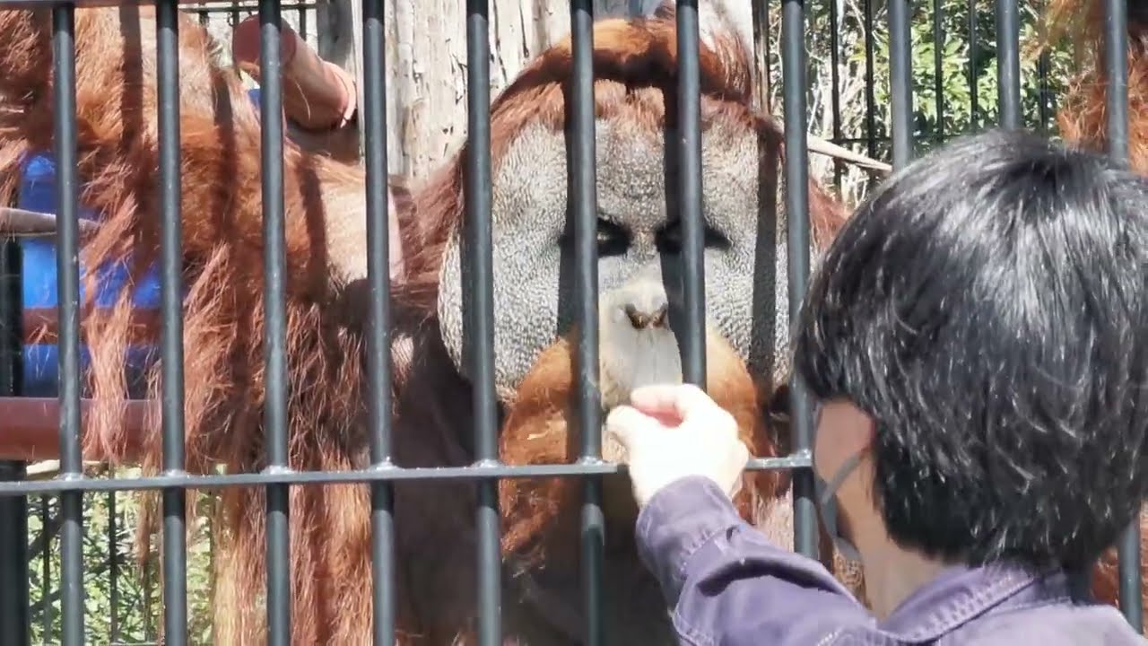 2026.2.28(土)　ウータン食事　スマトラオランウータン　のんほいパーク