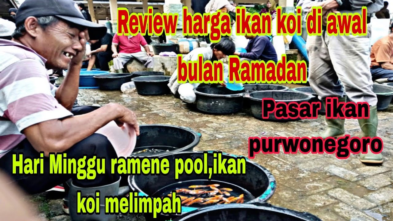 Awal Ramadan pasar ikan purwonegoro banjir ikan koi