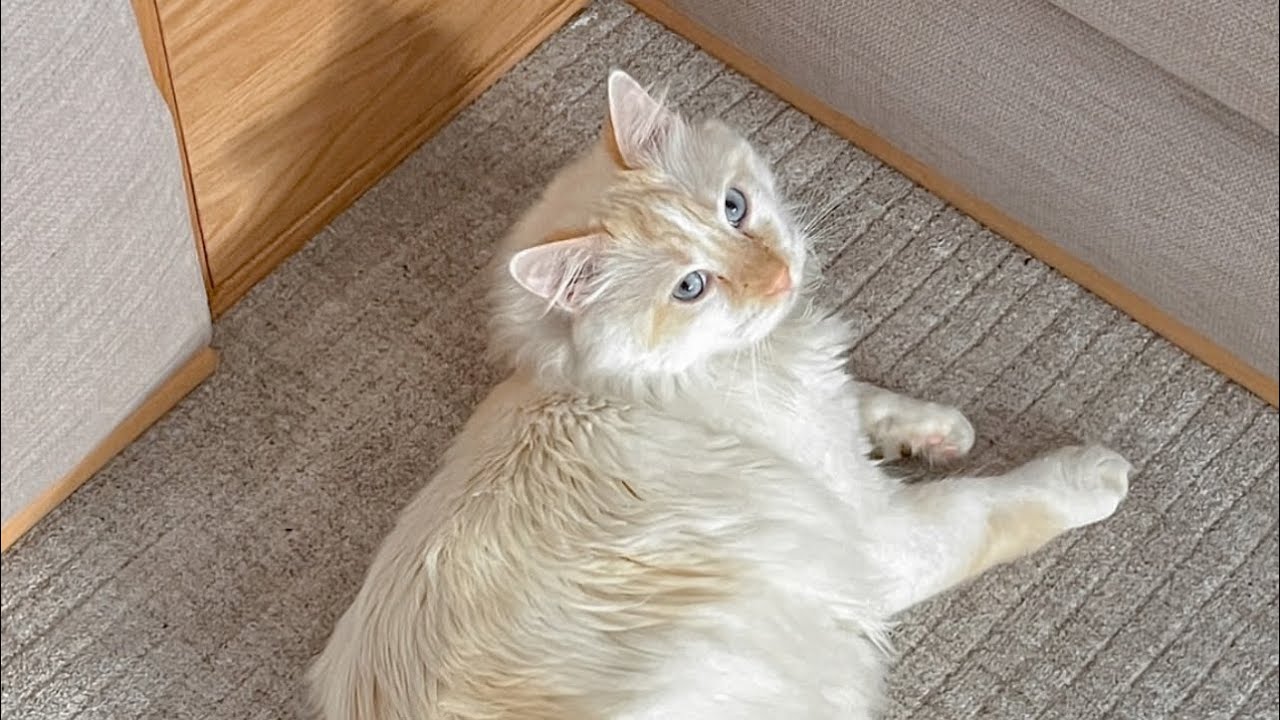 عااجل جريو البنات🏃‍♀️بوكريشة هجم على لبنى فدار عذبوها فحياتها مسكينة😭تيتيمة مخلاتش فيها بالمعيور