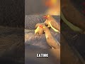 Why This Bird Drinks Blood from a Hippo 🩸🦛 (It’s Not What You Think!)