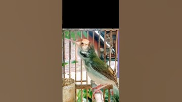 tembakan prenjak lumut#prenjakgunung #prenjaklumutgacor #prenjakmerah #shorts