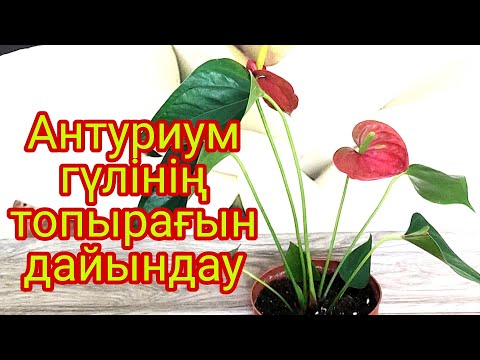 Бейне: Жасминді кесу: Жасмин өсімдіктерін қашан және қалай кесуге болады