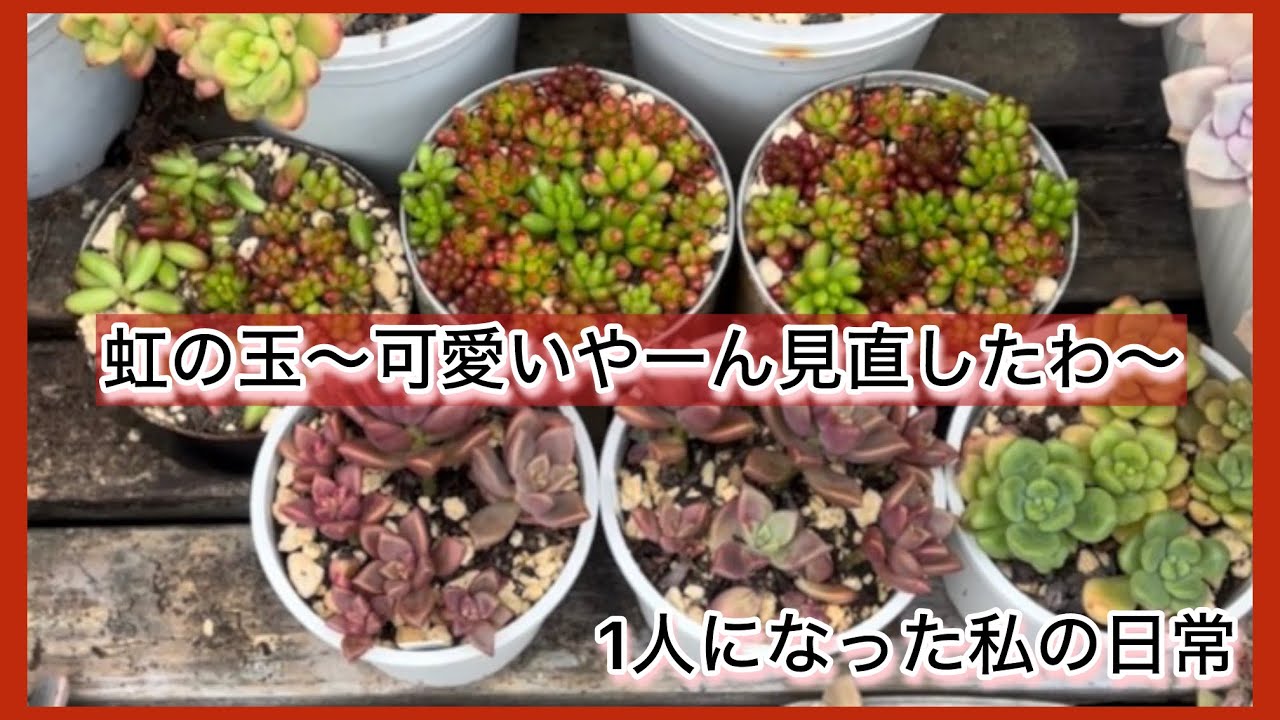 多肉植物]暴れまくった虹の玉…可愛い〜見直した〜^_^1人になった私の