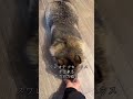 タヌキに芸を仕込んでみた結果