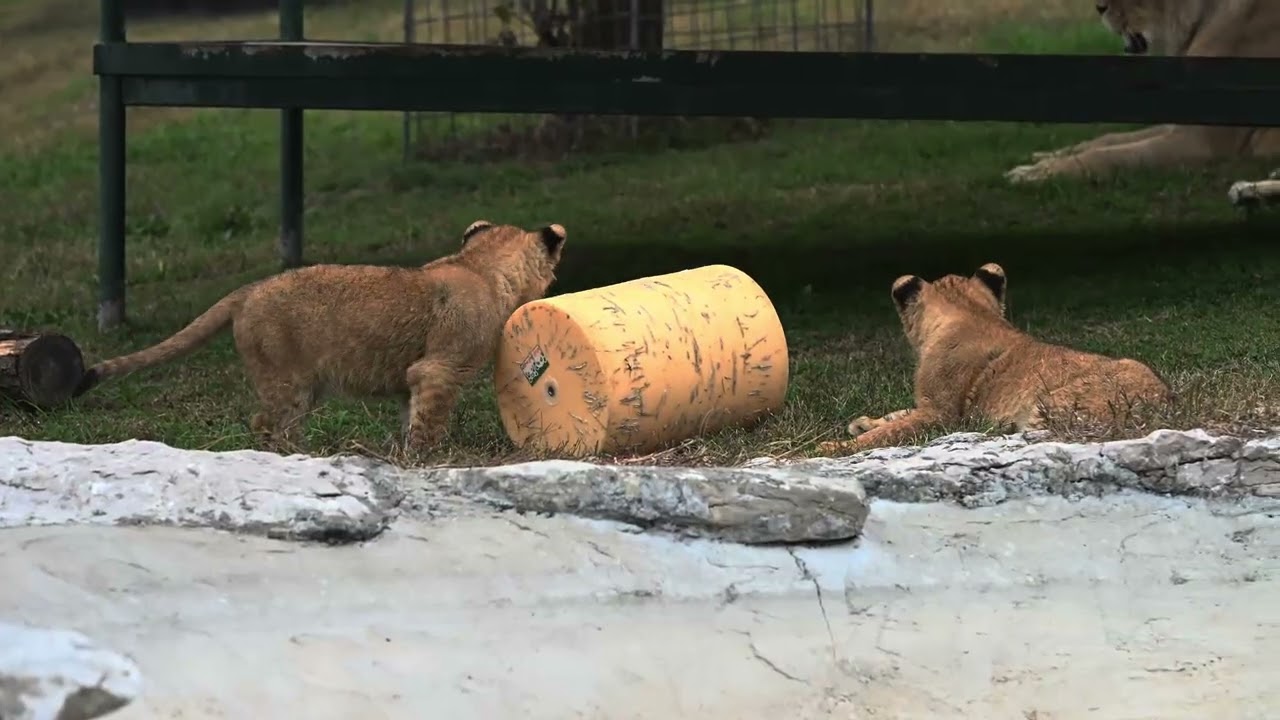 Looking for a roaring good time this holiday break?