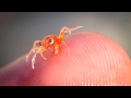 Christmas Island Baby Red Crab Return Dec 2016