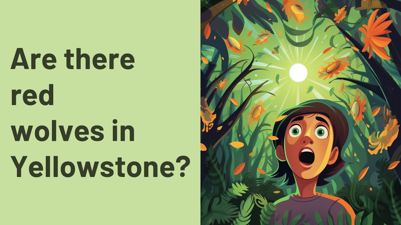 Are there red wolves in Yellowstone? YouTube