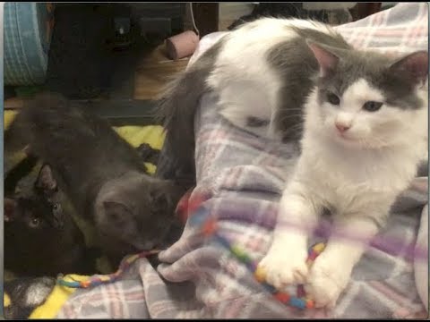 cats eating litter Kittens Are Feisty and Adorable - Feral Kitten Socialization
