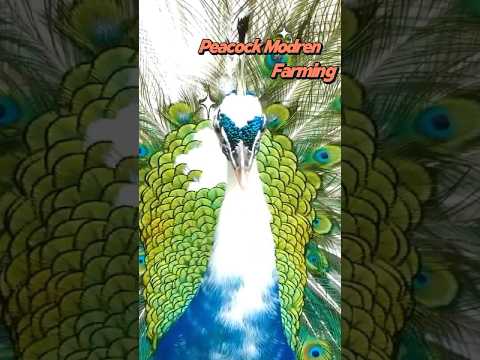 Why Peafowl Farming Is Booming! 🐦🔥 #shorts