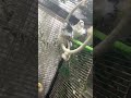 Канарейка скоро яйца снесёт покажу вам на следующий ролик ￼ не забудь лайк ставить #подпишись 🙏🥺￼