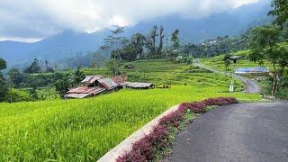 Прогулка по красивой деревне || Касимпар, Петунгкрийоно, Индонезия