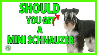 10  FACTS…Should You Get a Miniature Schnauzer?