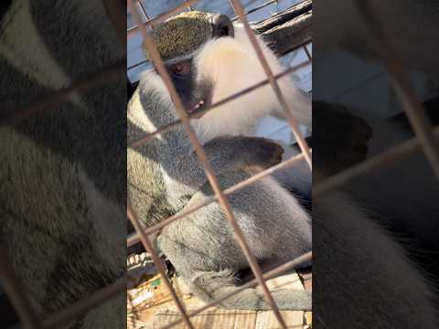 Poor Monkey In A Cage In Hugarda Eygpt