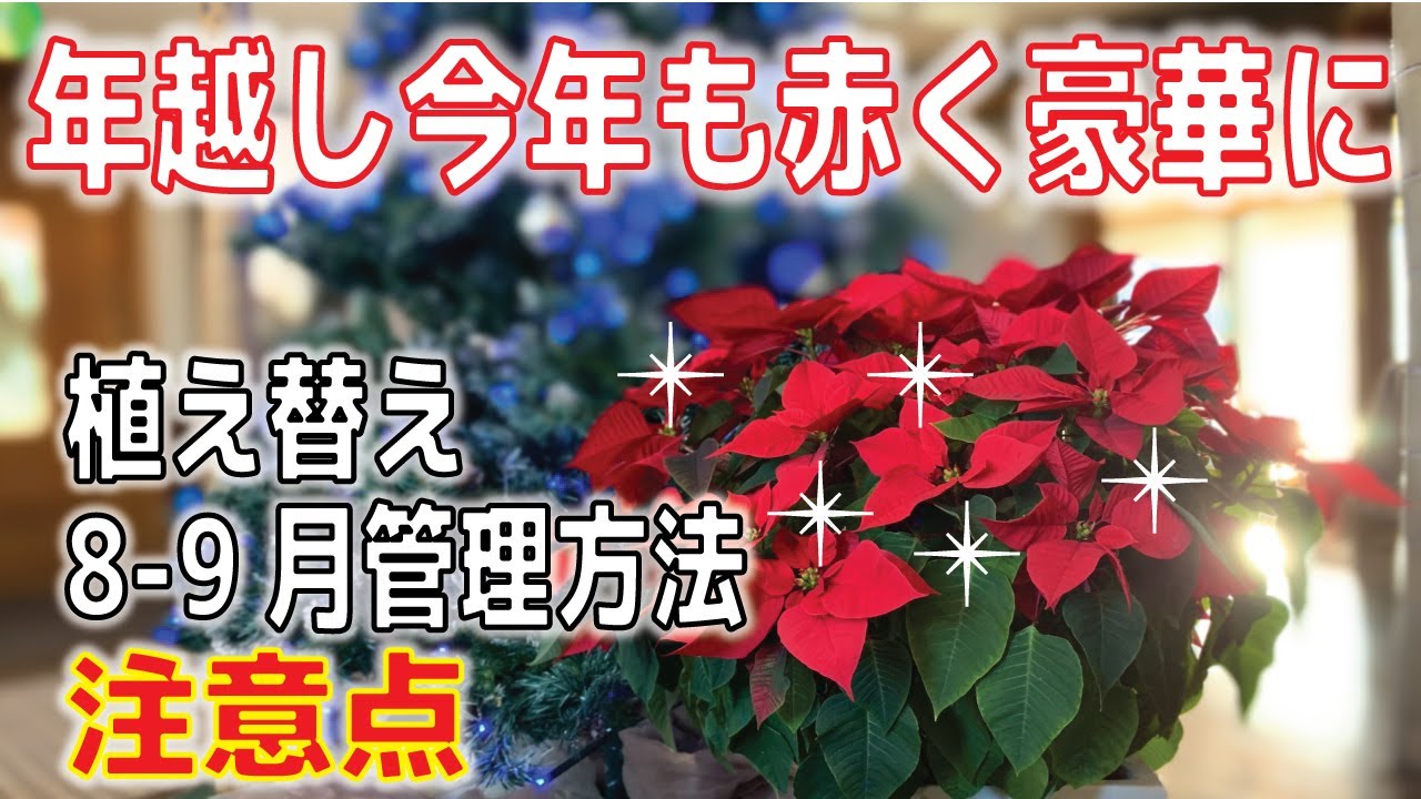 年越しポインセチア 続 2年株ポインセチア 11月中旬 赤くする適切な管理方法 重要な解説 0 ポインセチア9月 Youtube