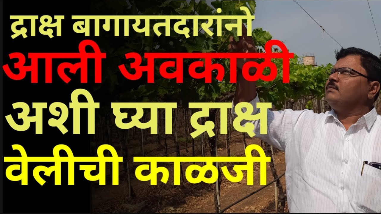 द्राक्षे बागायतदारानो आली अवकाळी , अशी घ्या द्राक्षे वेलीची काळजी