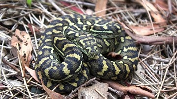 Wild Coastal Carpet Python