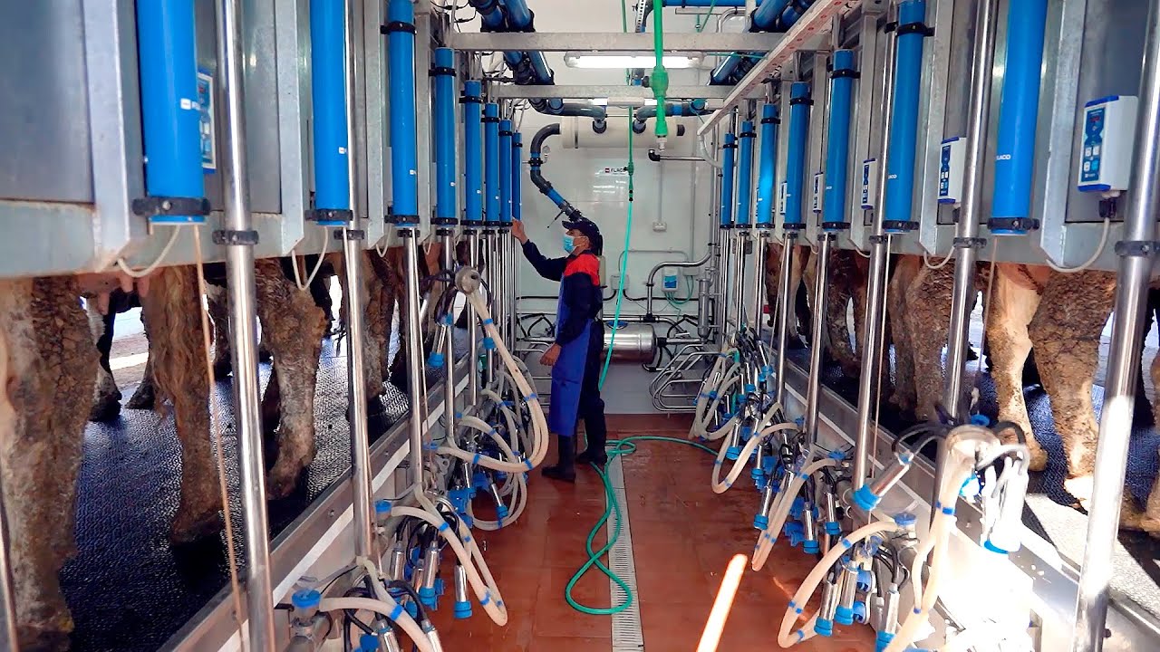 FLACO (Sala de ordeño para vacas en línea baja) 2×10