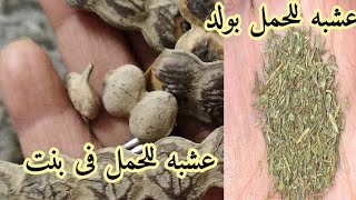 اقوى عشبه مفعولها سحر للحمل بولد واقوى عشبه للحمل فى بنت حملك هيكون إلى نفسك فيه بدون ادويه