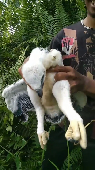 Anak burung elang jatuh dari pohon