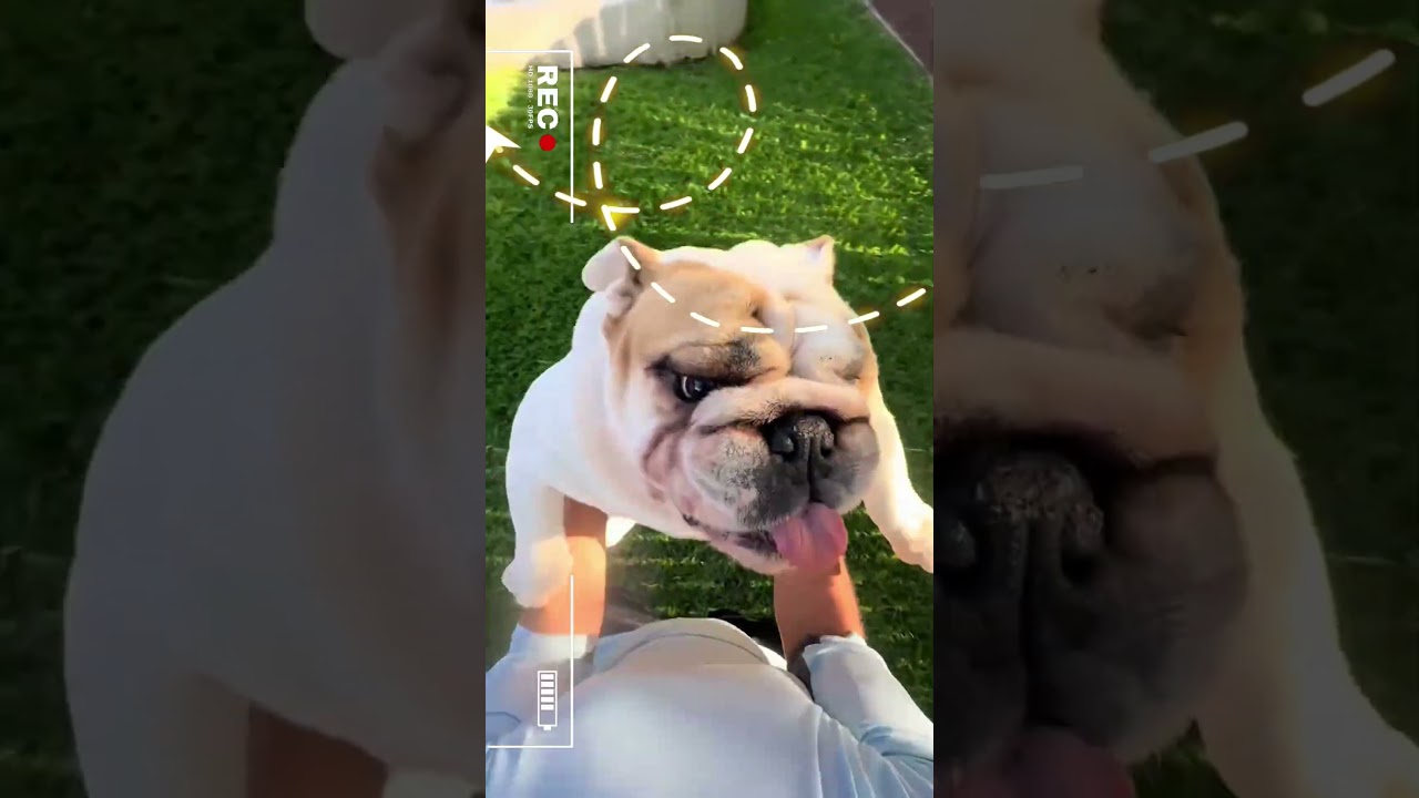 Pet spin challenge 😂🤣