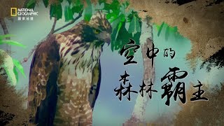《人鳥之間》系列－空中的森林霸主：熊鷹