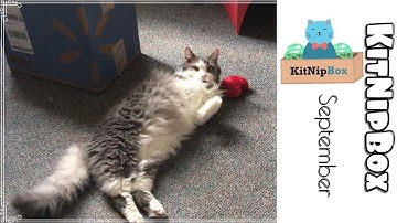KitNip Box Unboxing! (September)
