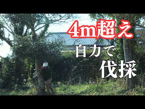 【開拓03】桜や大木を伐採して、業者に売りに行ったら衝撃の結末に… - cotucotu farm