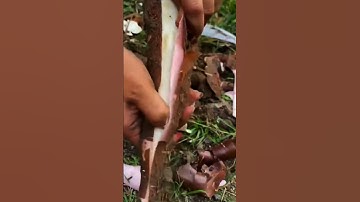 smart techniques and skills for peeling cassava skin#shorts