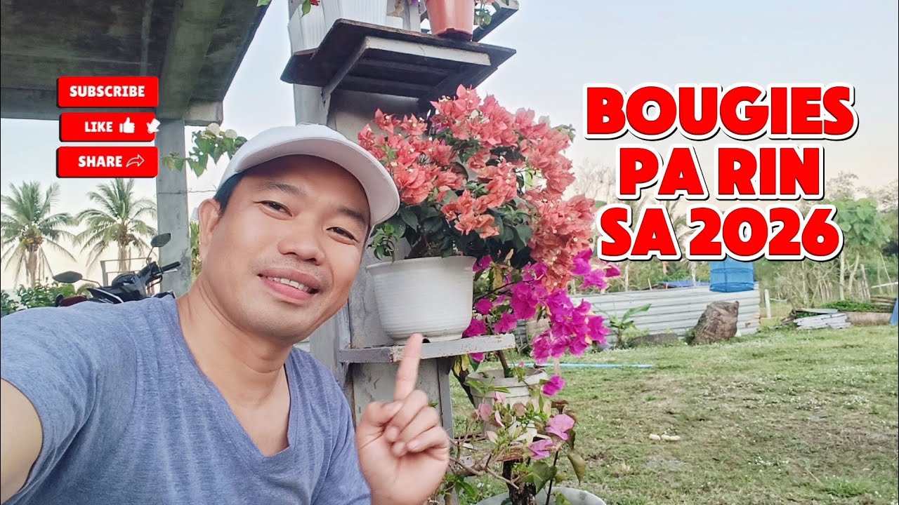 Vlog 01| Nagrescue ng bougainvillea at naglipat sa paso