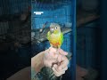 #birdsforsale