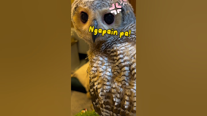 Benjolan misterius di burunghantu! Ada yang tahu? #burunghantu #owl #animalfunny #animalhumor