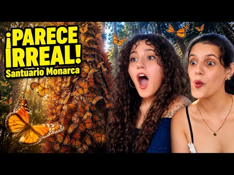 🇨🇺CUBANAS REACCIONAN: SANTUARIO DE MARIPOSAS MONARCAS🇲🇽😍🦋