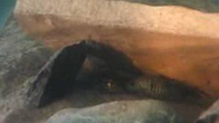Download Lagu Jaguar Cichlid Vs. Texas Cichlid