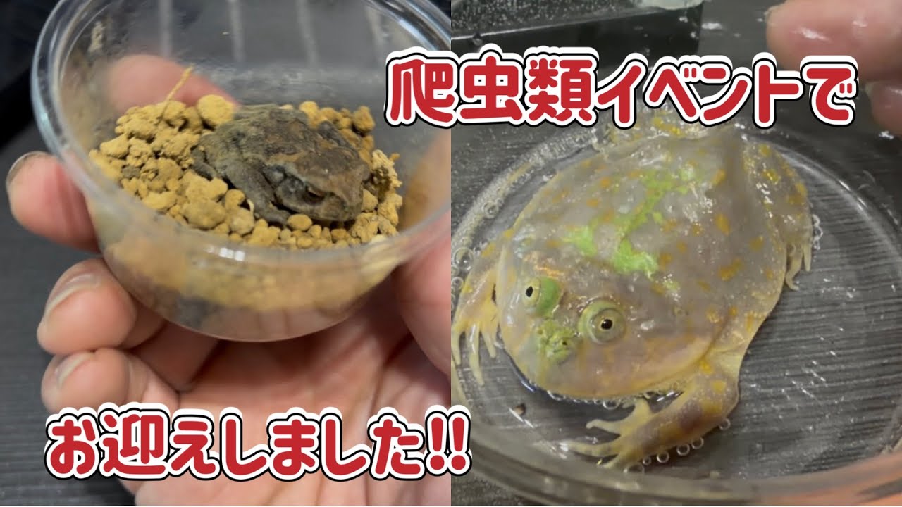 爬虫類イベントに行って来ました♪   #爬虫類 #かわいい #ペット #両生類 #frog #カエル #水槽 