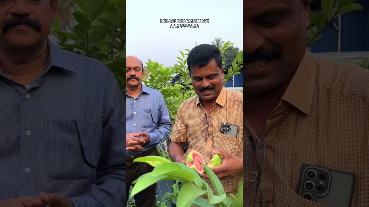 ഡോക്ടർമാര് പോലും ഈ പേരക്കയെ പറ്റി പറയുന്നത് കേട്ടോ അതാണ് ഇതിൻറെ പ്രത്യേകത….