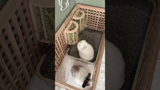 Rabbit Stainless Steel Litter Box Upgrade | Indoor Rabbits | Bunny Care | Rabbit set up