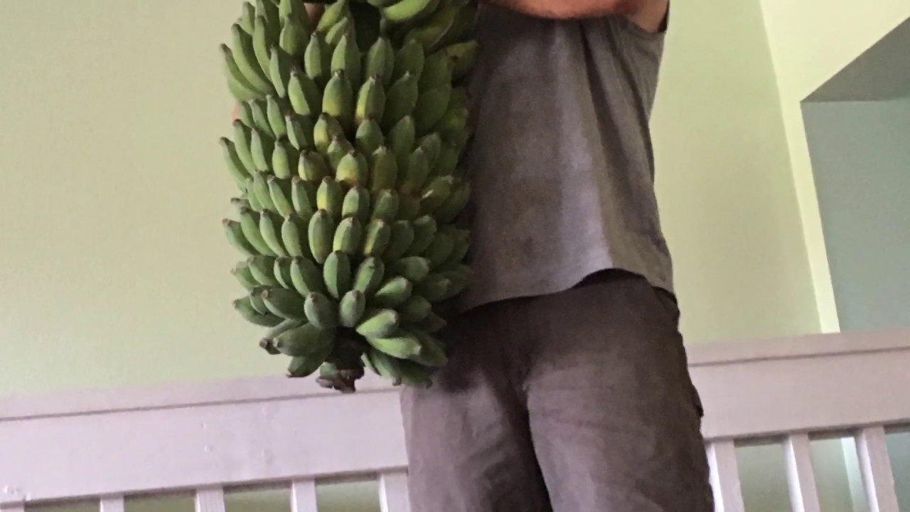 Growing Manzano bananas in So Cal, chopping down plant after harvest